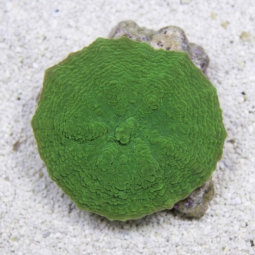 Mushroom Coral: Elephant Ear: Green - Australia