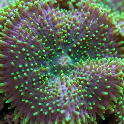 Mushroom Coral: Green Velvet
