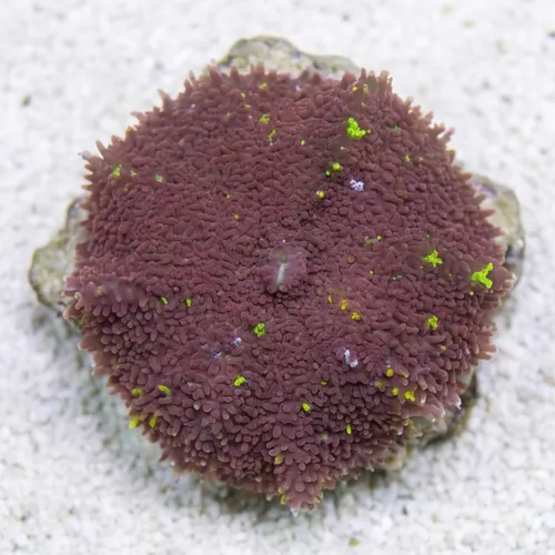 Mushroom Coral: Hairy - Australia