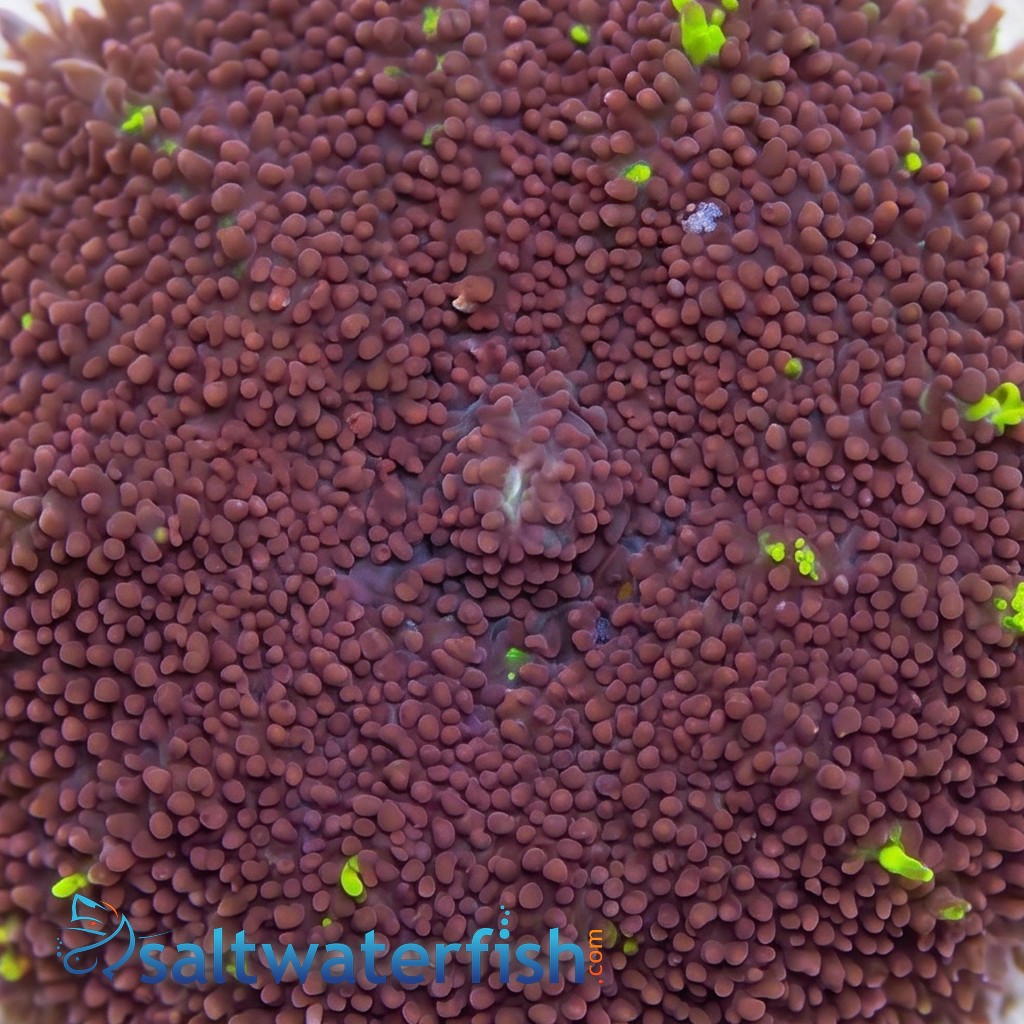 Mushroom Coral: Hairy