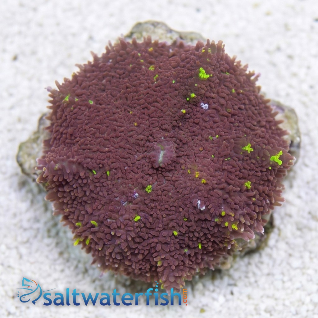 Mushroom Coral: Hairy
