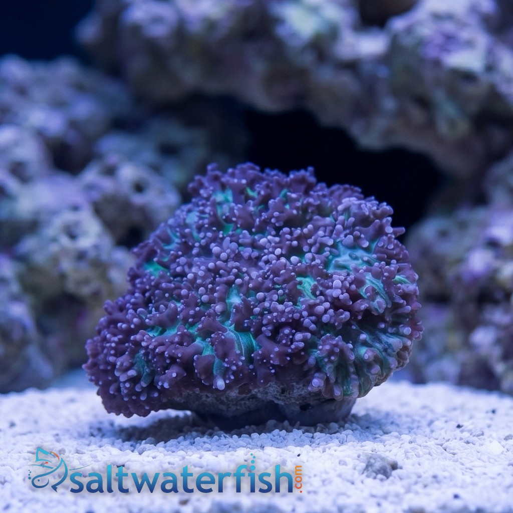 Mushroom Coral: Hairy Purple & Green