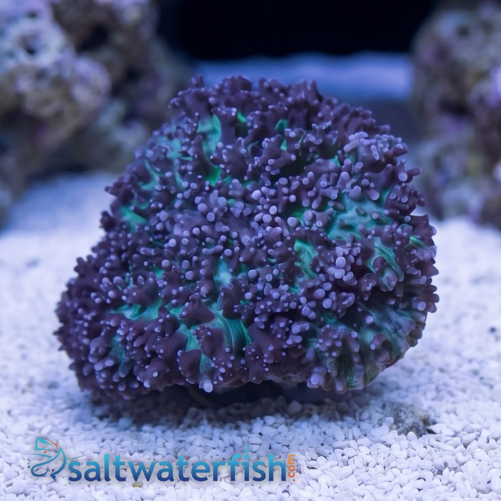 Mushroom Coral: Hairy Purple & Green