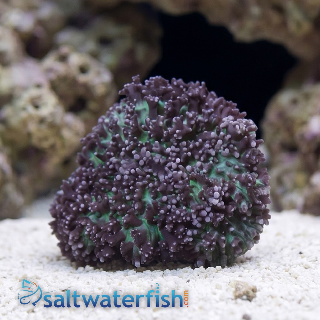 Mushroom Coral: Hairy Purple & Green