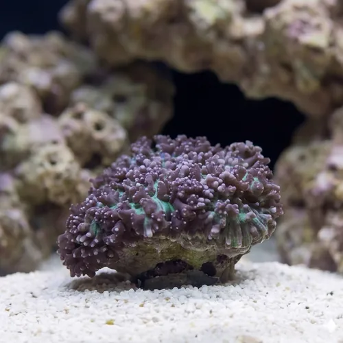 Mushroom Coral: Hairy Purple & Green