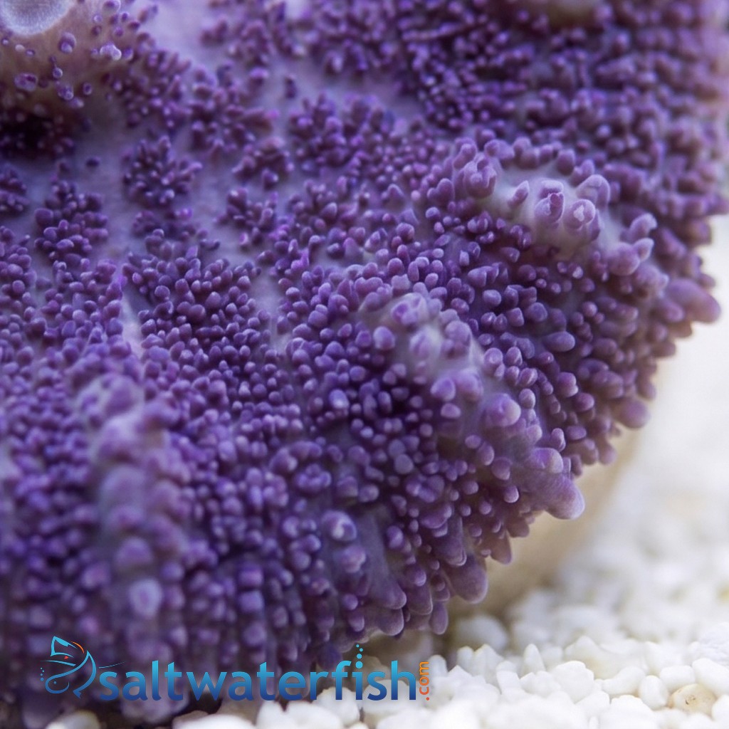Mushroom Coral: Lavender