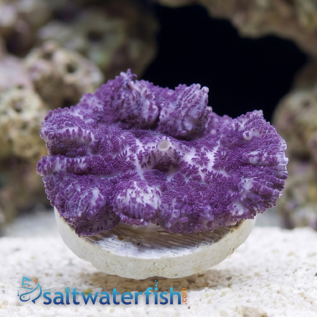 Mushroom Coral: Lavender