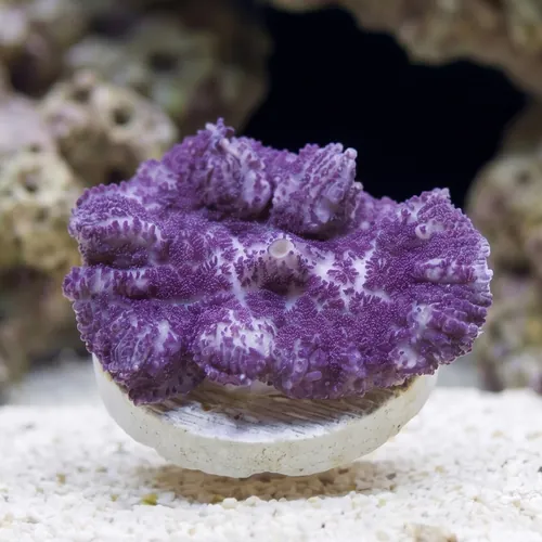 Mushroom Coral: Lavender