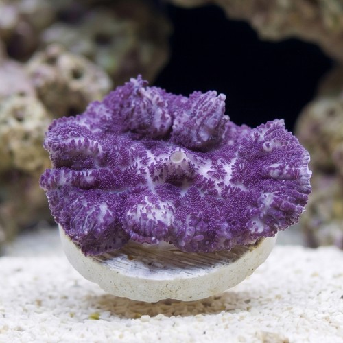 Mushroom Coral: Lavender