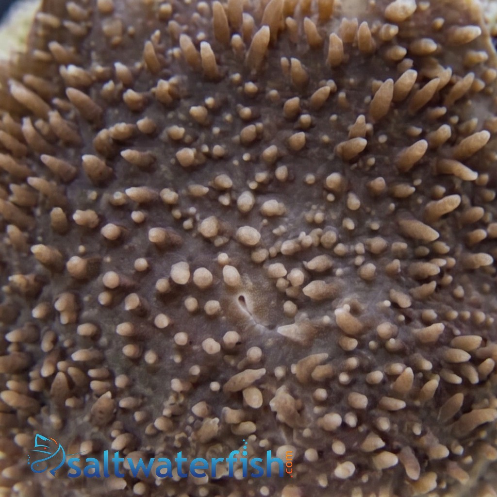 Mushroom Coral: Elephant Ear 