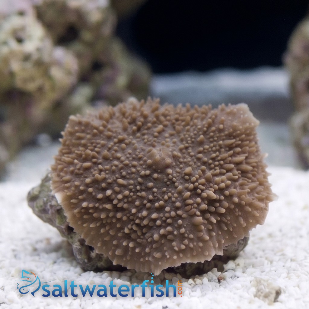 Mushroom Coral: Elephant Ear 