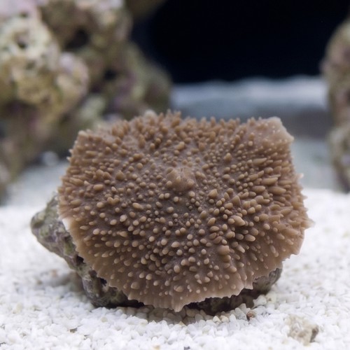 Mushroom Coral: Elephant Ear 