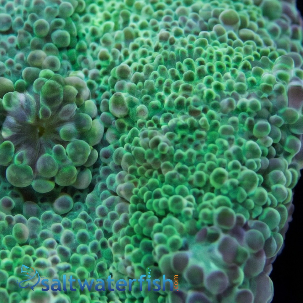 Mushroom Coral - Ricordea Yuma Green