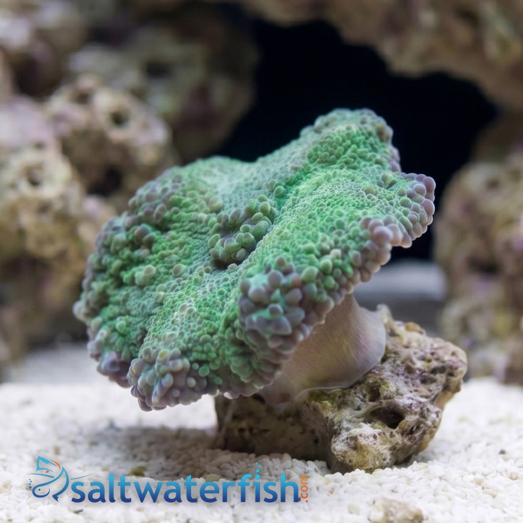 Mushroom Coral - Ricordea Yuma Green