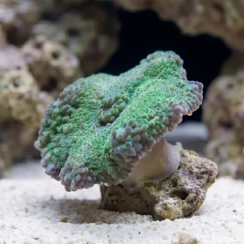 Mushroom Coral - Ricordea Yuma Green