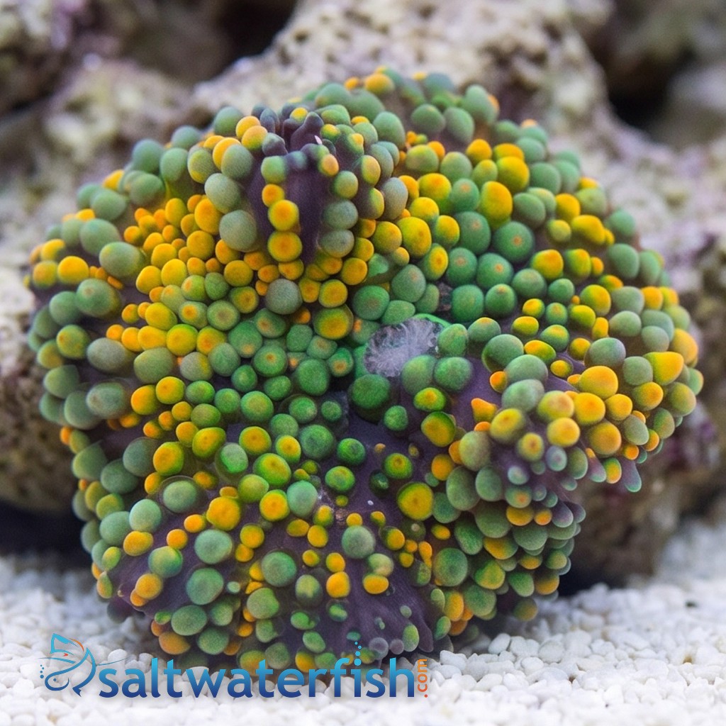 Ricordea Mushroom: Orange and Green - Aquacultured