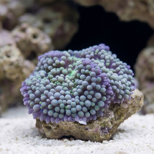 Ricordea Mushroom: Green/Blue - Caribbean