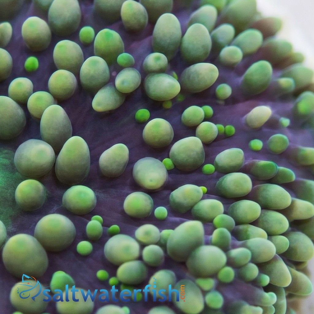Mushroom Coral - Ricordea Green and Pink