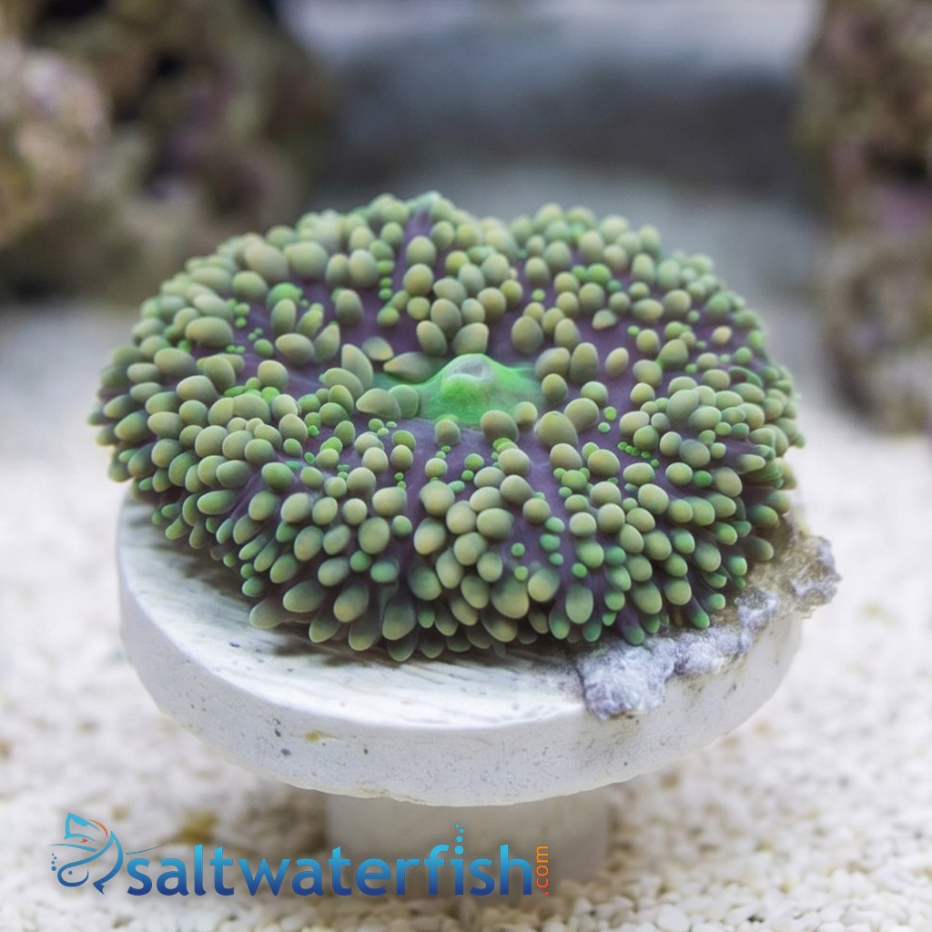 Mushroom Coral - Ricordea Green and Pink