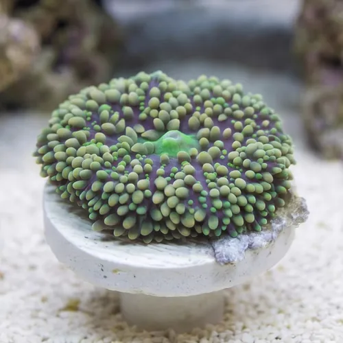 Mushroom Coral - Ricordea Green and Pink