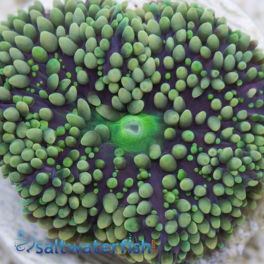 Mushroom Coral - Ricordea Yuma Green and Pink - Aquacultured