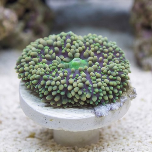 Mushroom Coral - Ricordea Yuma Green and Pink - Aquacultured