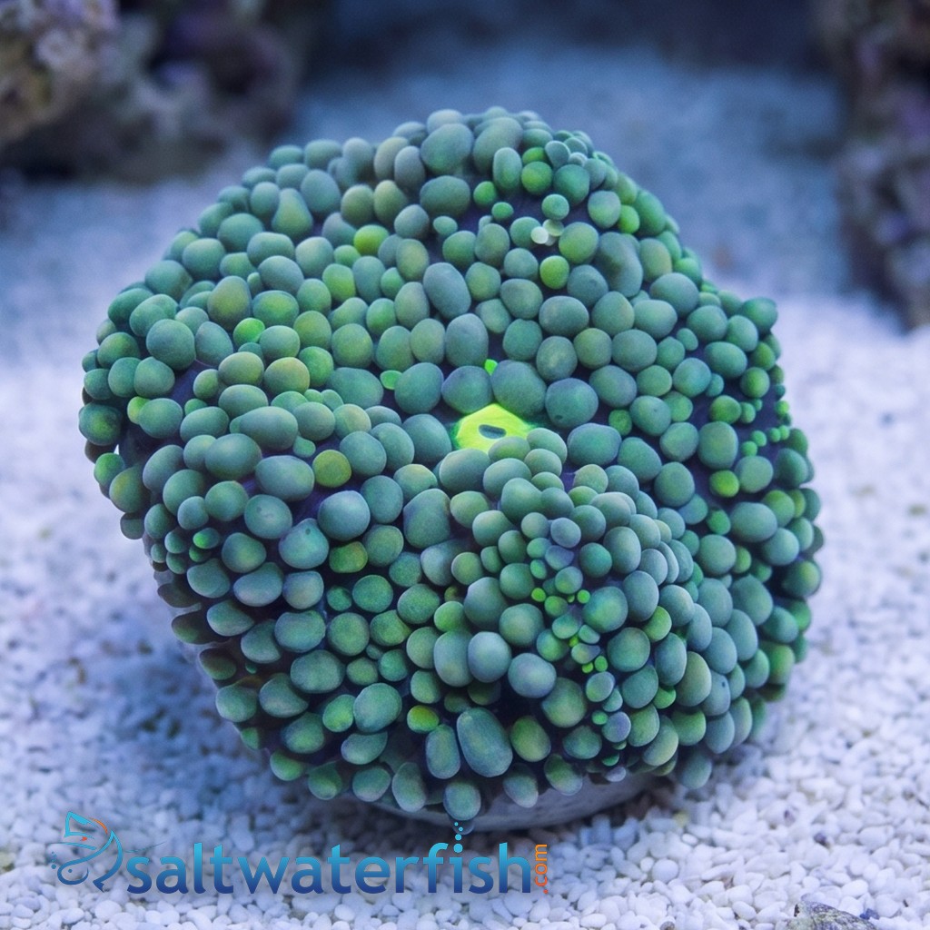 Ricordea Mushroom: Green - Atlantic