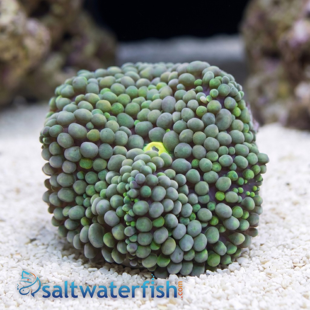 Ricordea Mushroom: Green - Atlantic