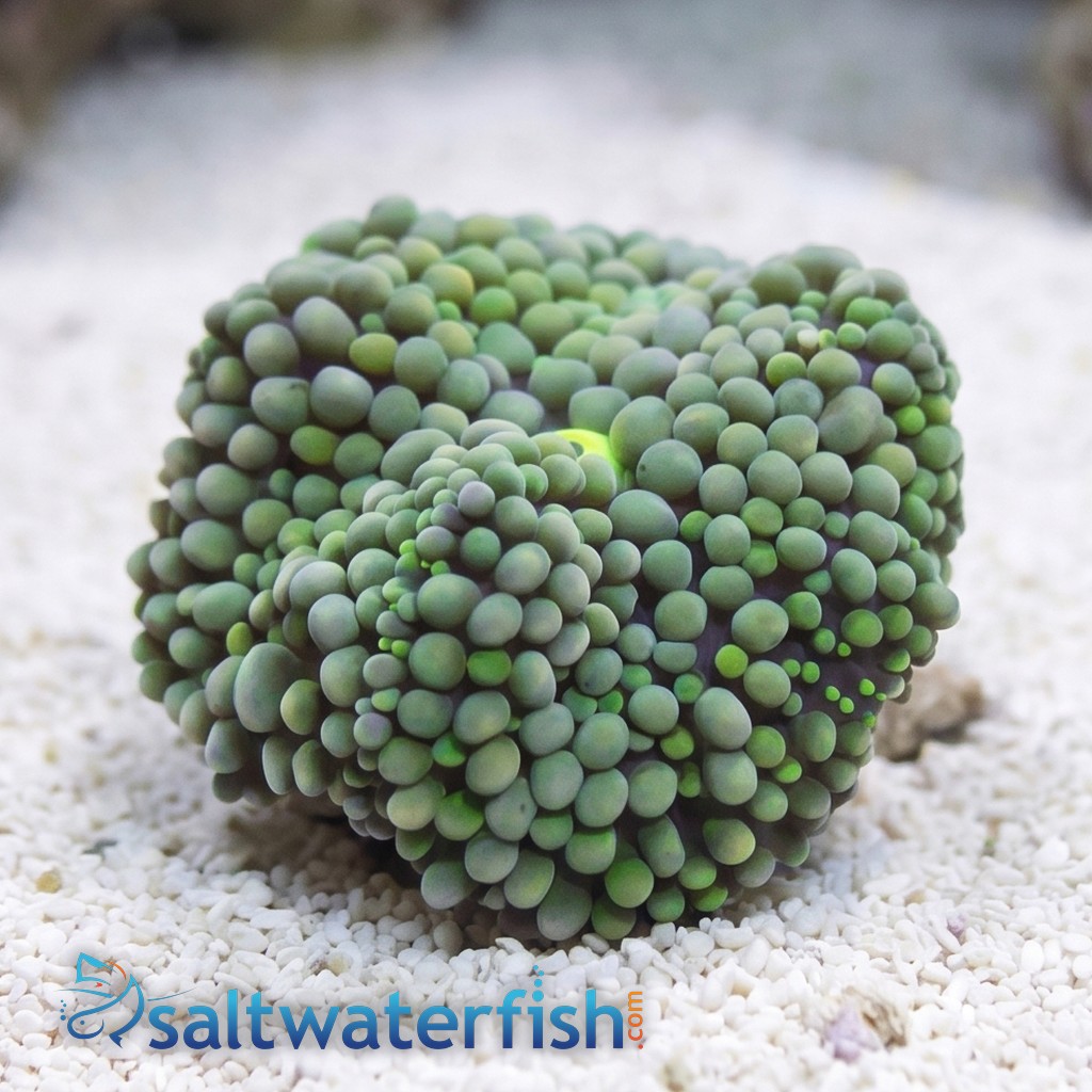 Ricordea Mushroom: Green - Atlantic
