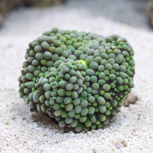 Ricordea Mushroom: Green