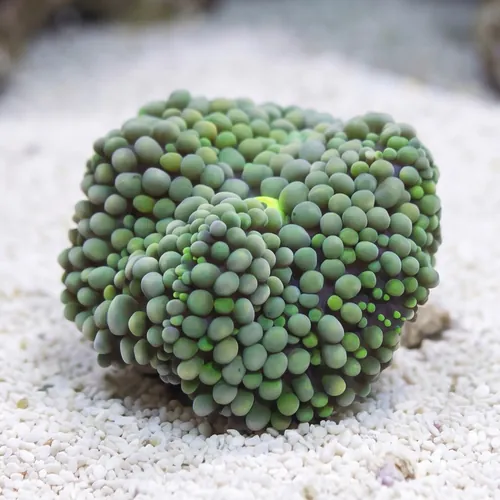 Ricordea Mushroom: Green - Atlantic