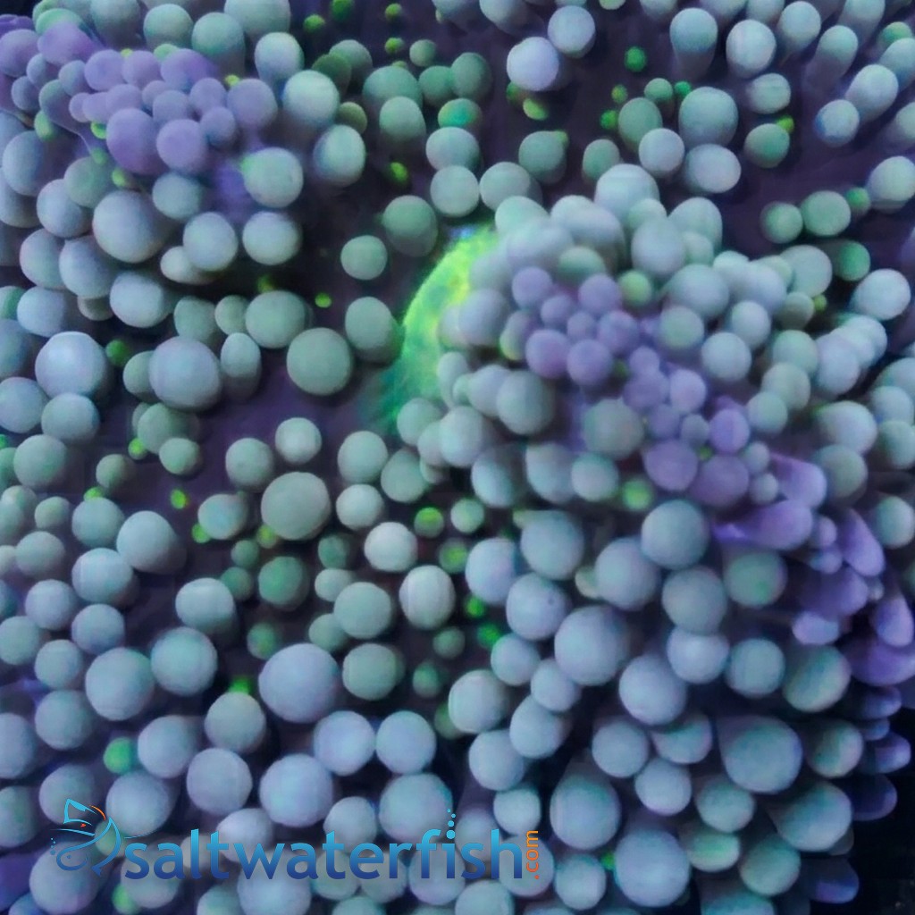 Ricordea Mushroom: Green/Blue