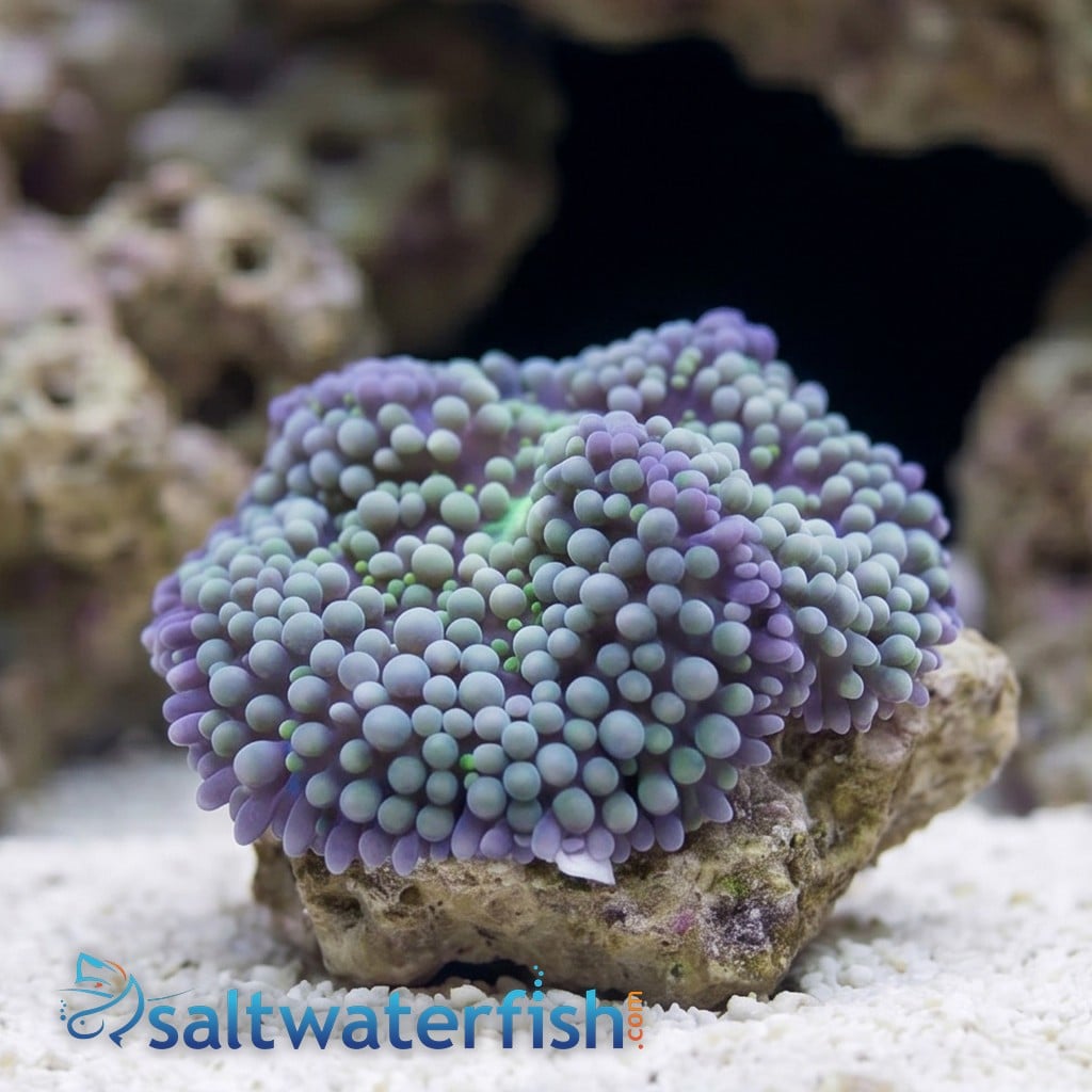 Ricordea Mushroom: Green/Blue