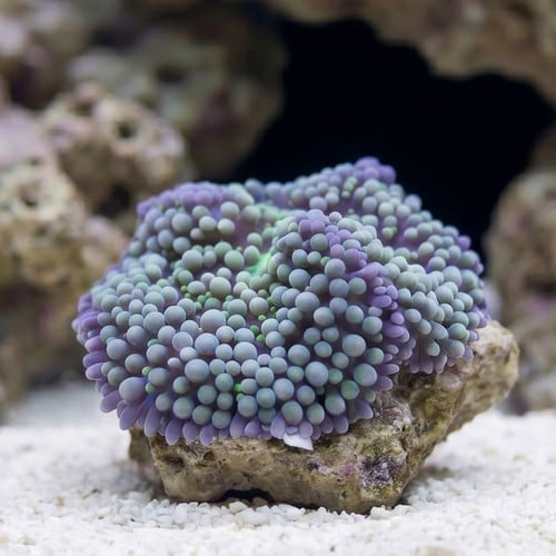 Ricordea Mushroom: Green/Blue