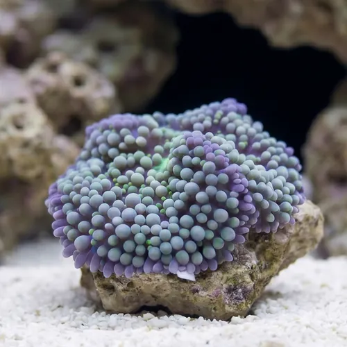 Ricordea Mushroom: Green/Blue
