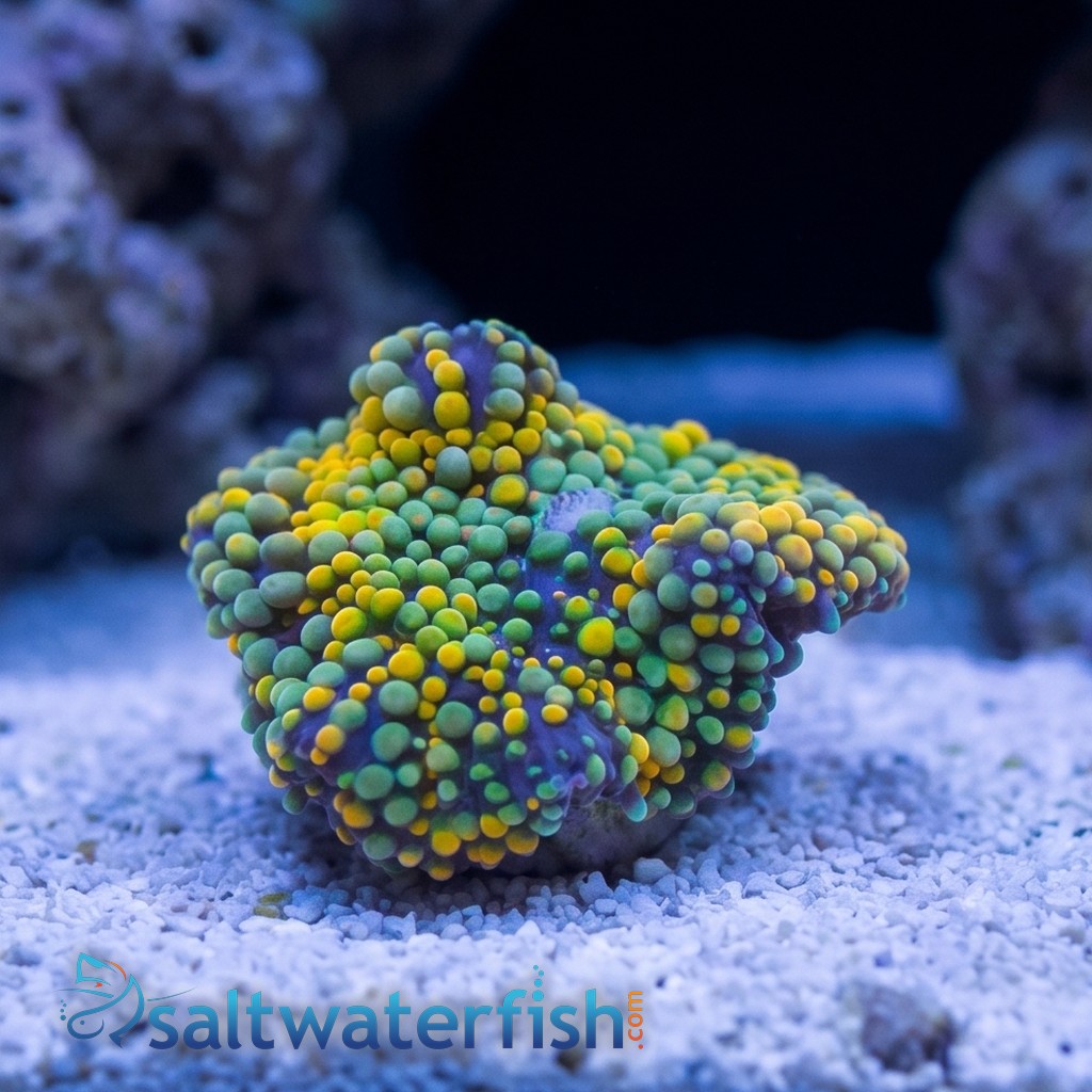 Ricordea Mushroom: Orange and Green - Atlantic