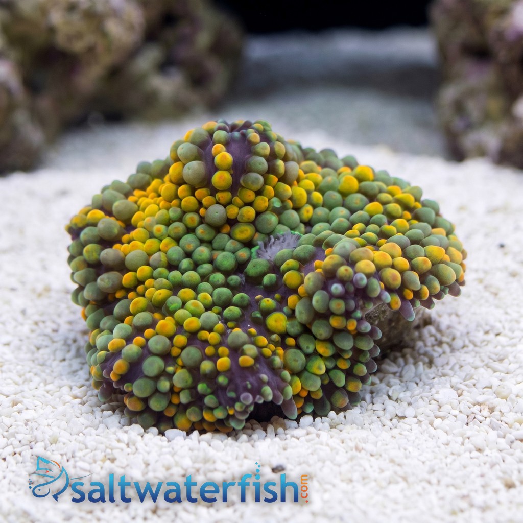 Ricordea Mushroom: Orange and Green - Atlantic