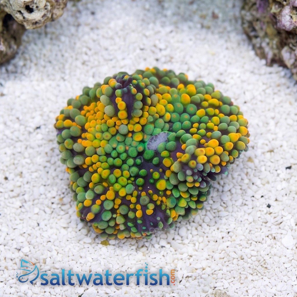 Ricordea Mushroom: Orange and Green - Atlantic