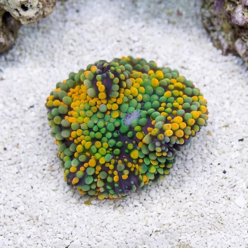 Ricordea Mushroom: Orange and Green - Atlantic