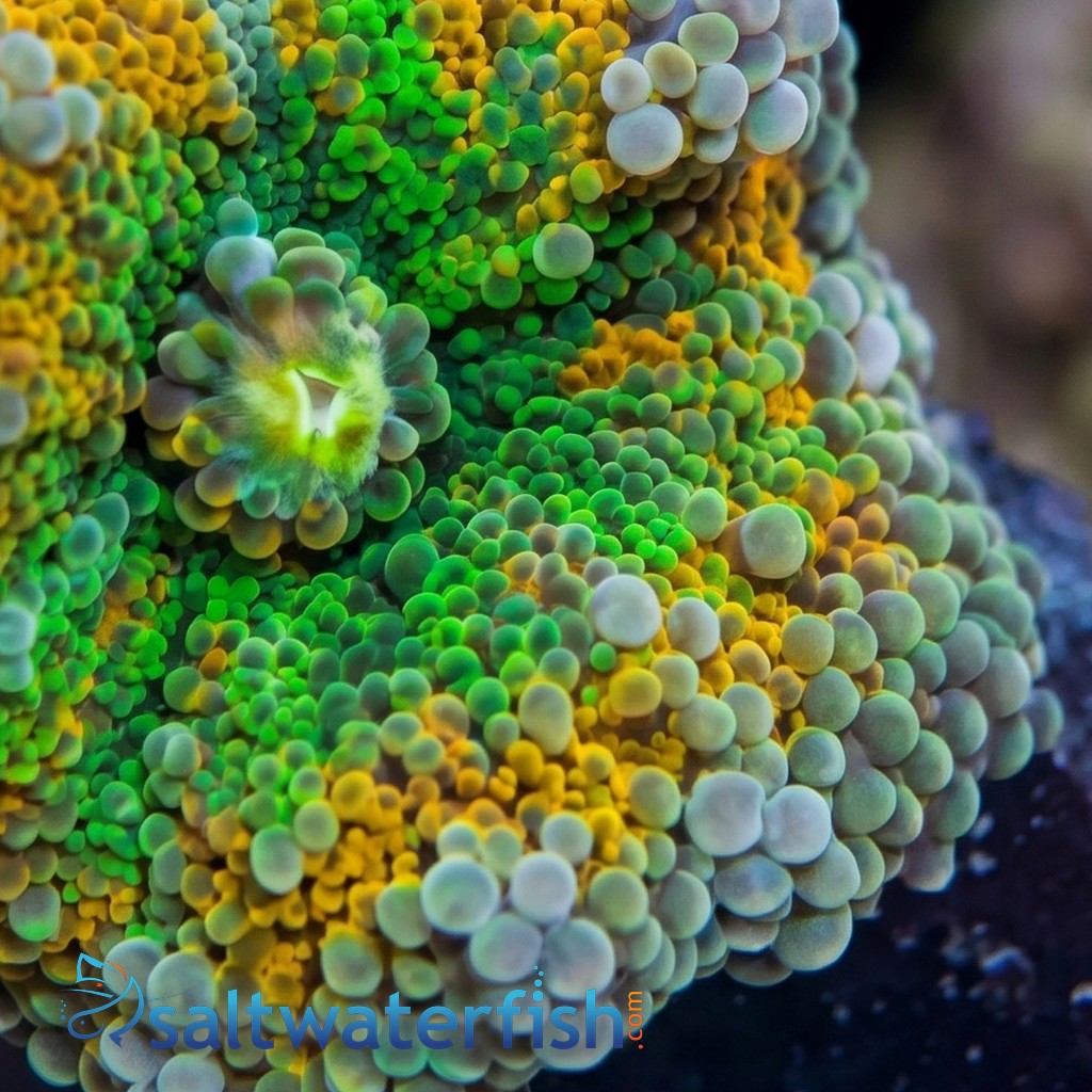 Ricordea Mushroom: Orange and Green - South Pacific