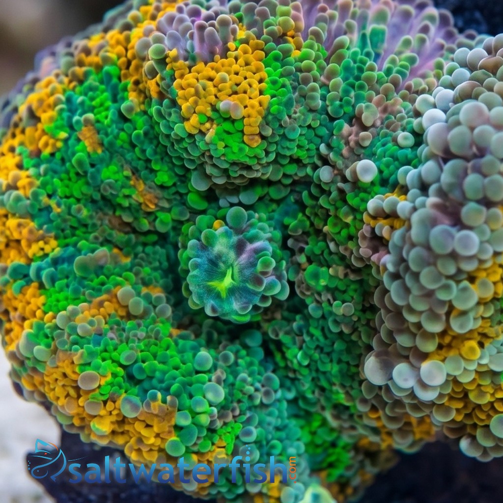 Ricordea Mushroom: Orange and Green - South Pacific