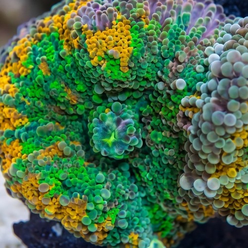Ricordea Mushroom: Orange and Green - South Pacific