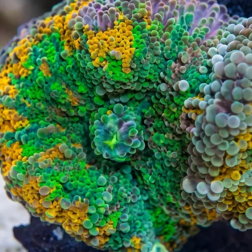 Ricordea Mushroom: Orange and Green - South Pacific