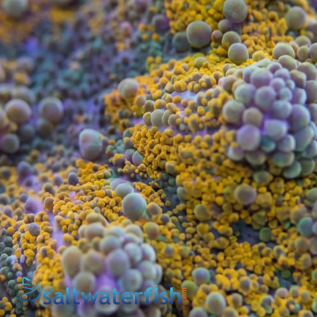 Ricordea Mushroom: Orange and Purple 