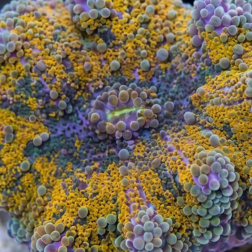 Ricordea Mushroom: Orange and Purple 
