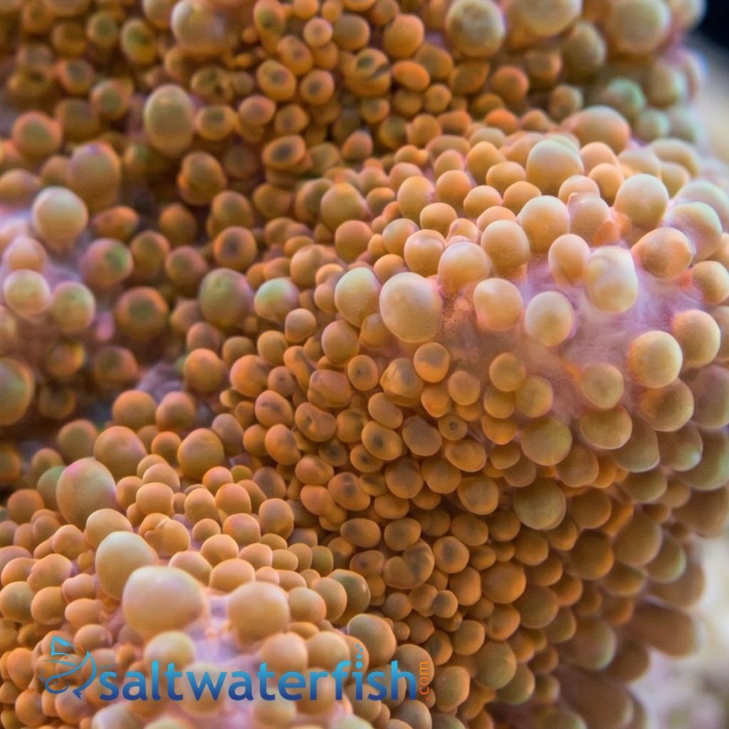 Ricordea Mushroom: Orange  