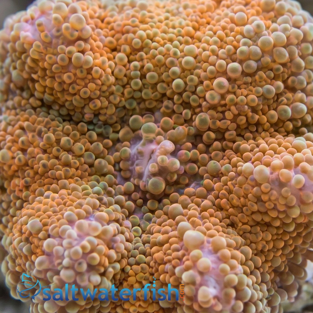 Ricordea Mushroom: Orange  