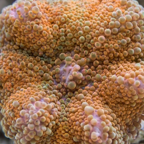 Ricordea Mushroom: Orange  