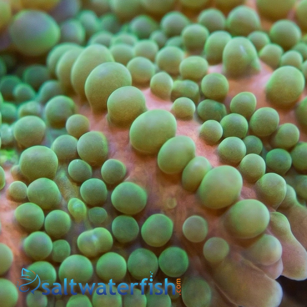 Mushroom Coral - Ricordea Yuma :Colored