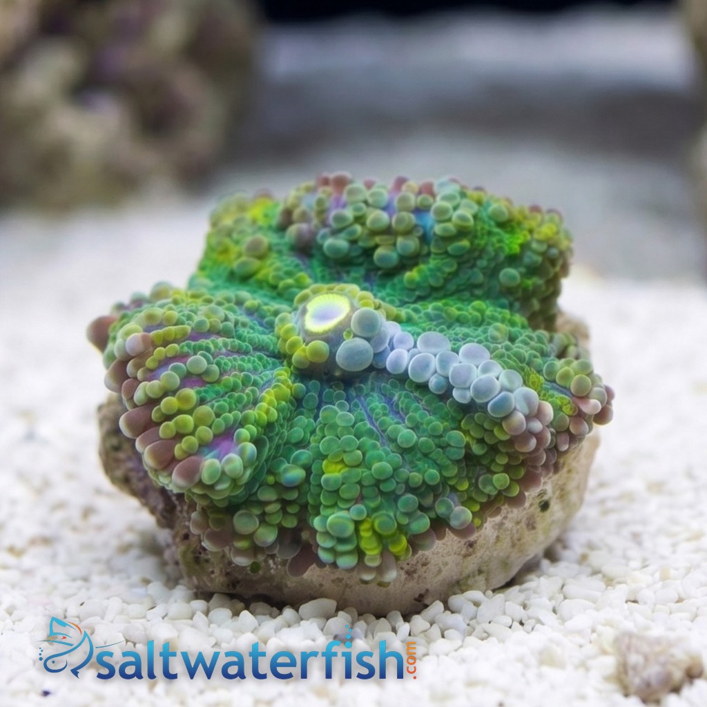 Mushroom Coral - Ricordea Yuma :Colored